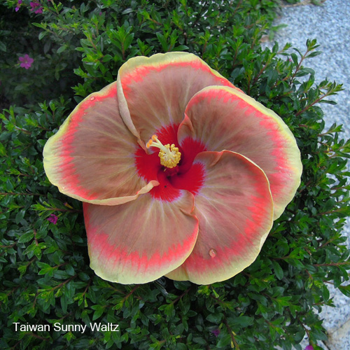 Taiwan Sunny Waltz - Cutting
